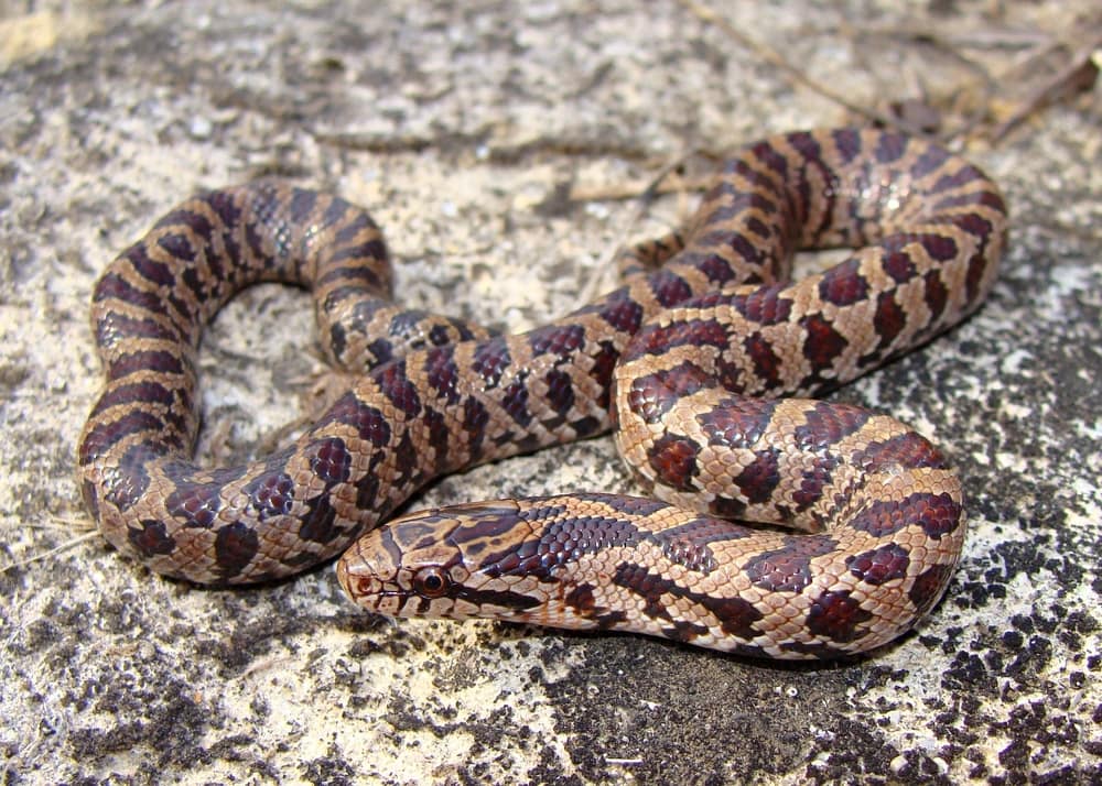 image of prairie kingsnake on a rock