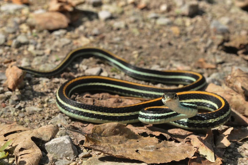 image of a orange striped ribbon snake on leaf litters