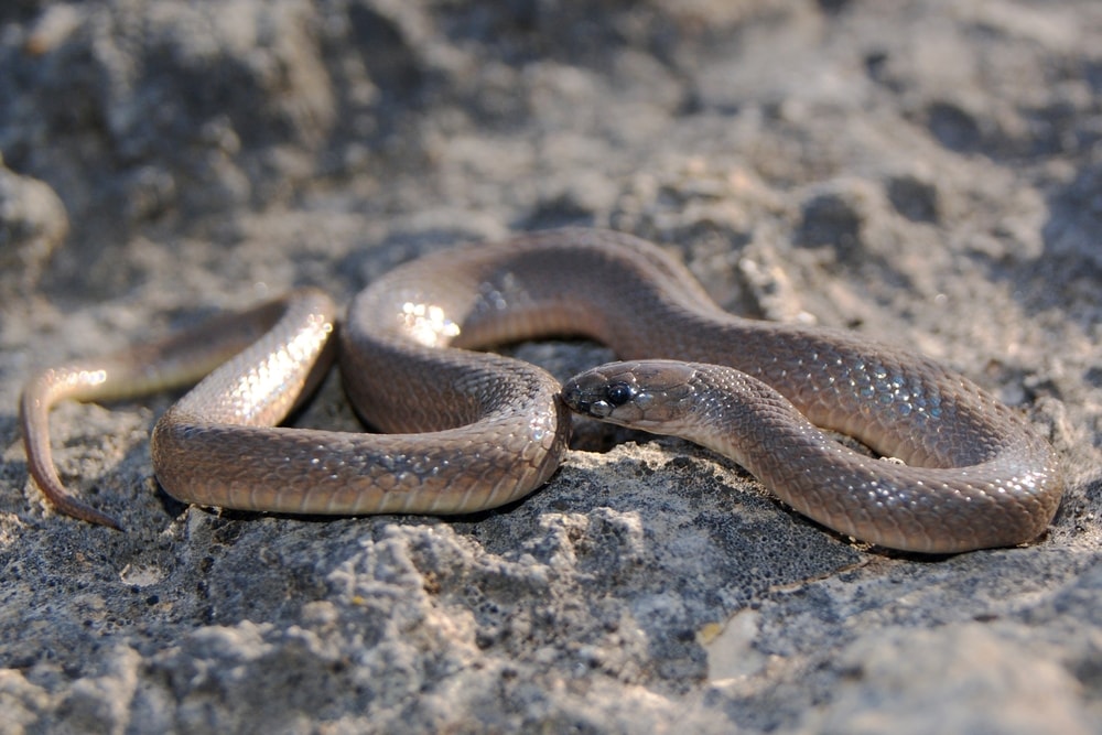 image of a rough earth snake on the ground