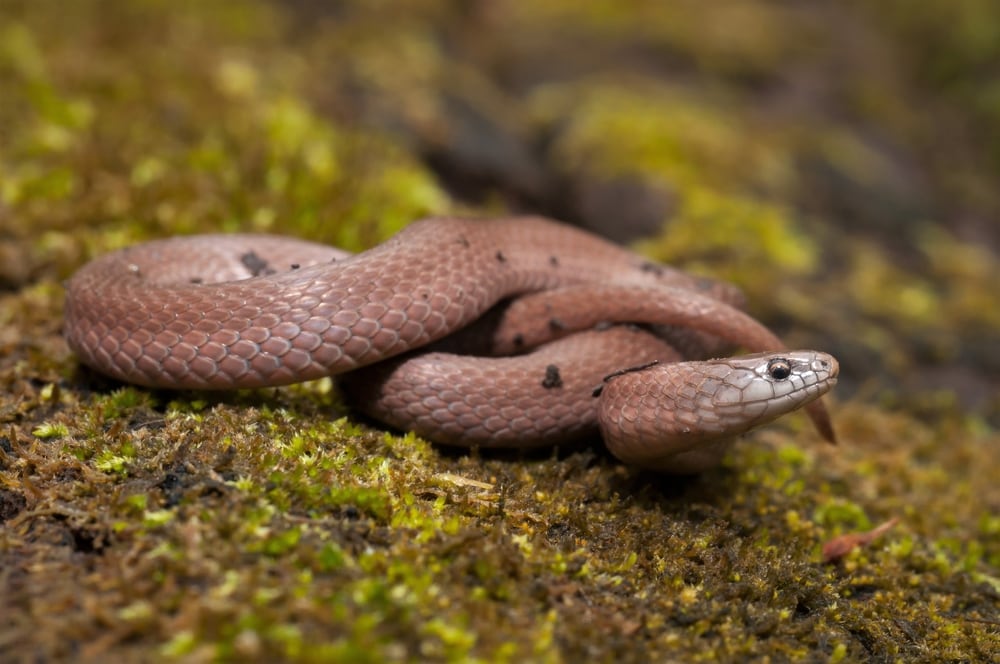 smooth earth snake on a moss