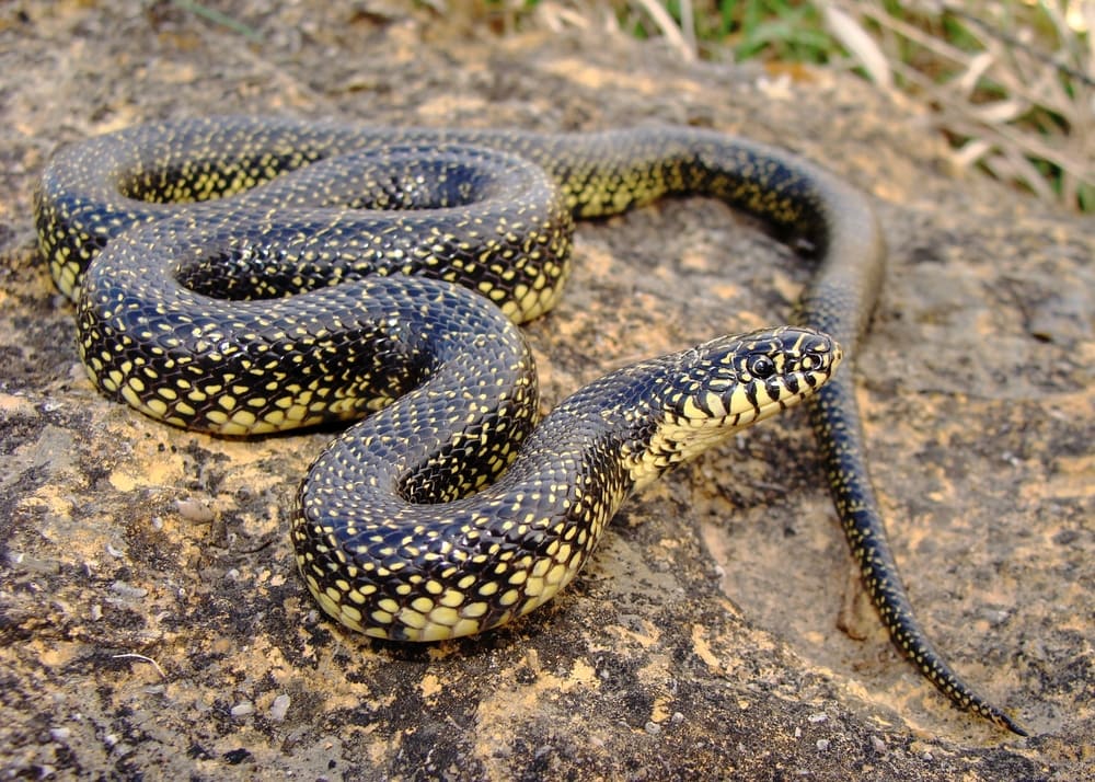 image of a speckled kingsnake on a rock