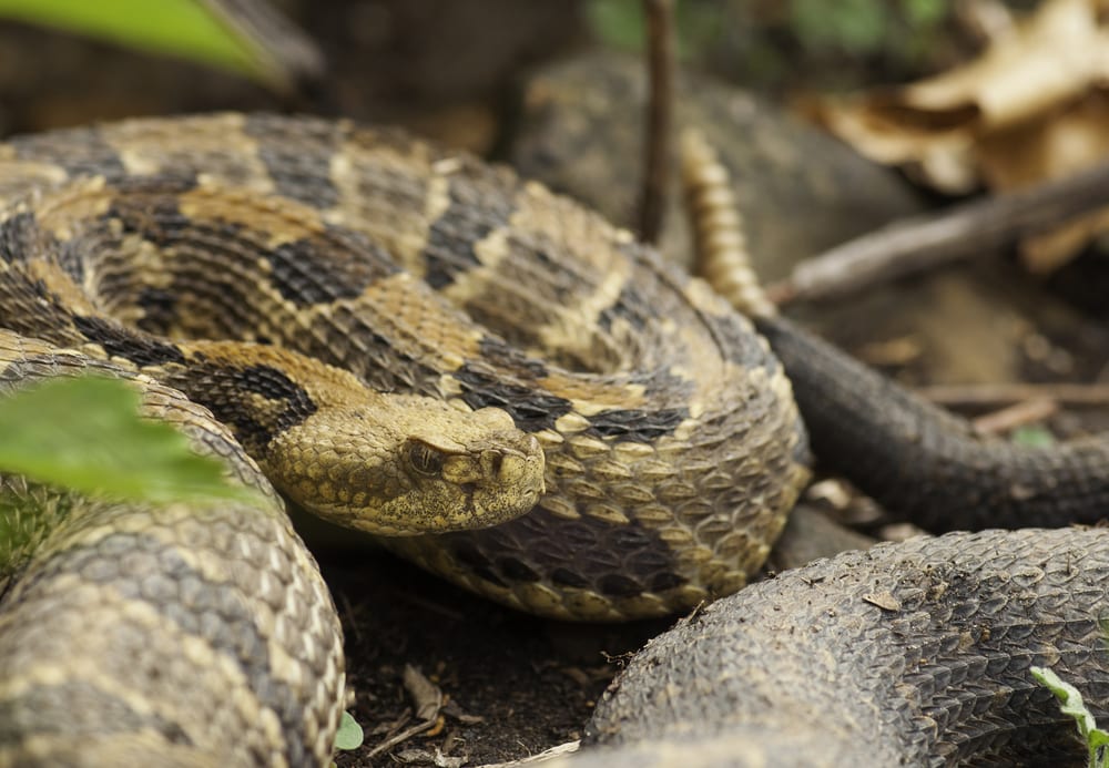 close up image of a timber ratllesnake