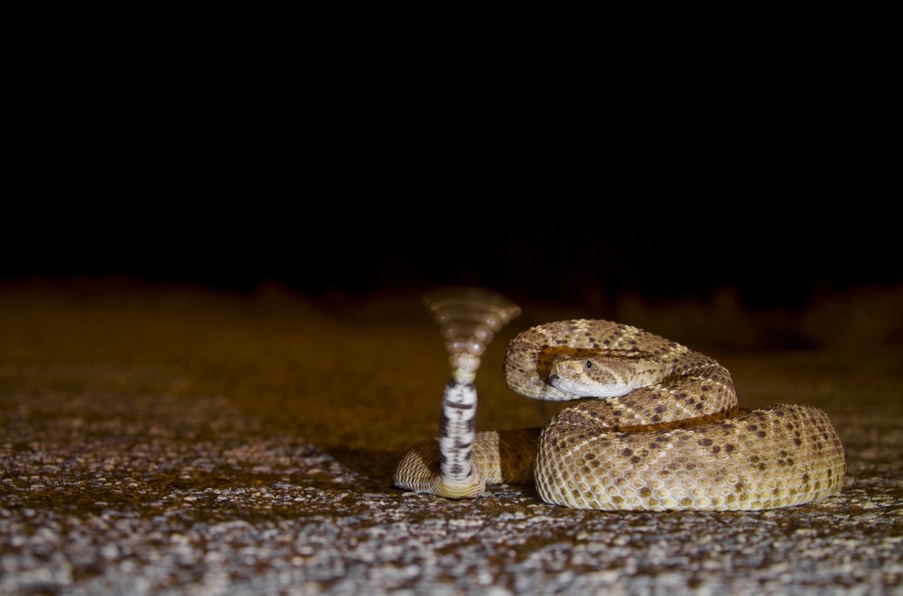 a western diamondback rattlesnake shaking its tail