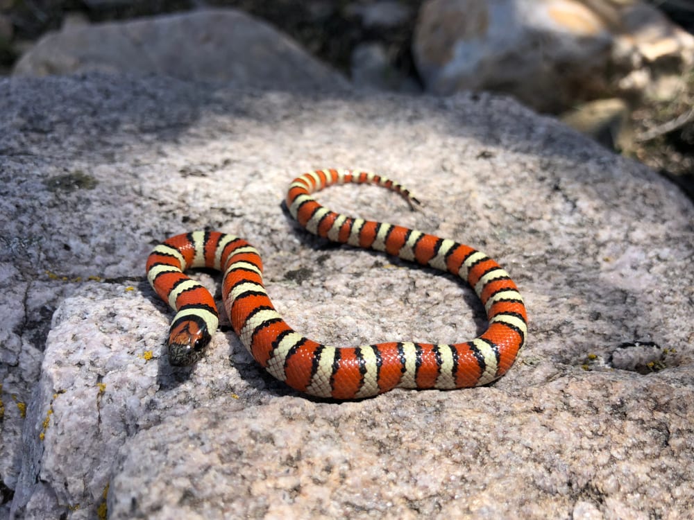 a western milksnake on a rock