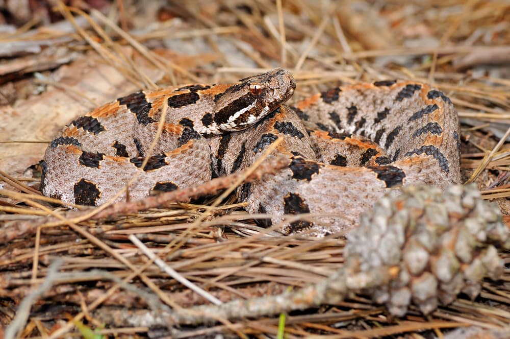 image of a coiled western pygmy rattlesnake