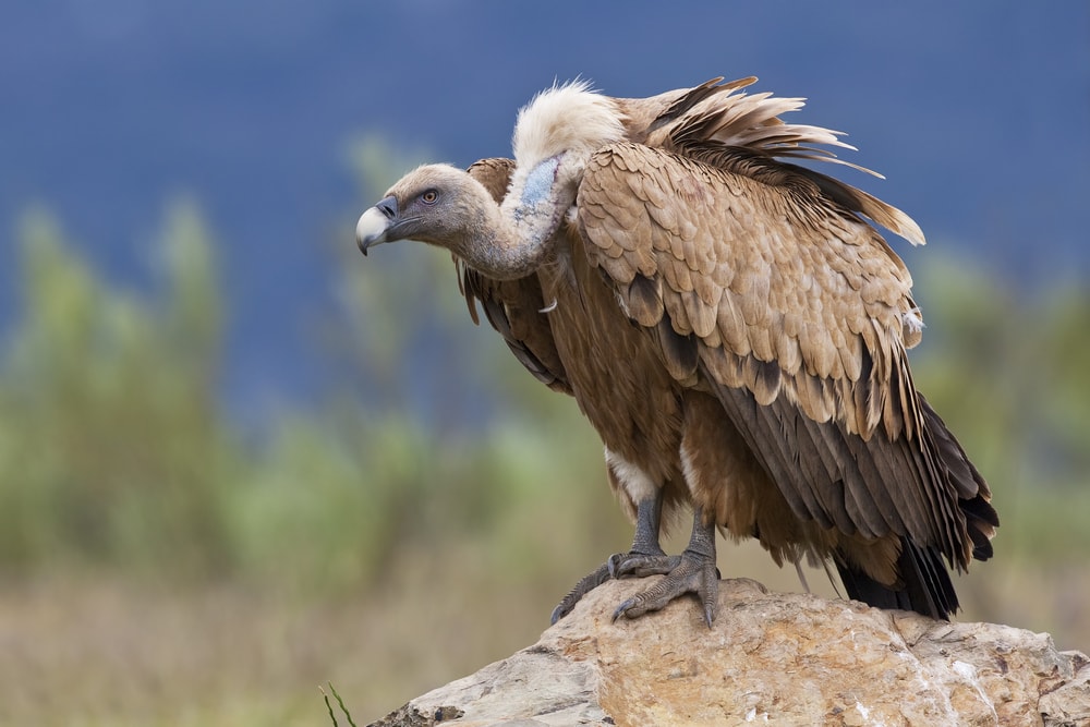 Vulture standing on a branch of tree