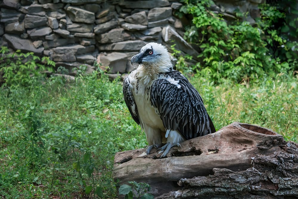Bearded Vulture (Gypaetus barbatus) standing on a burnt bark