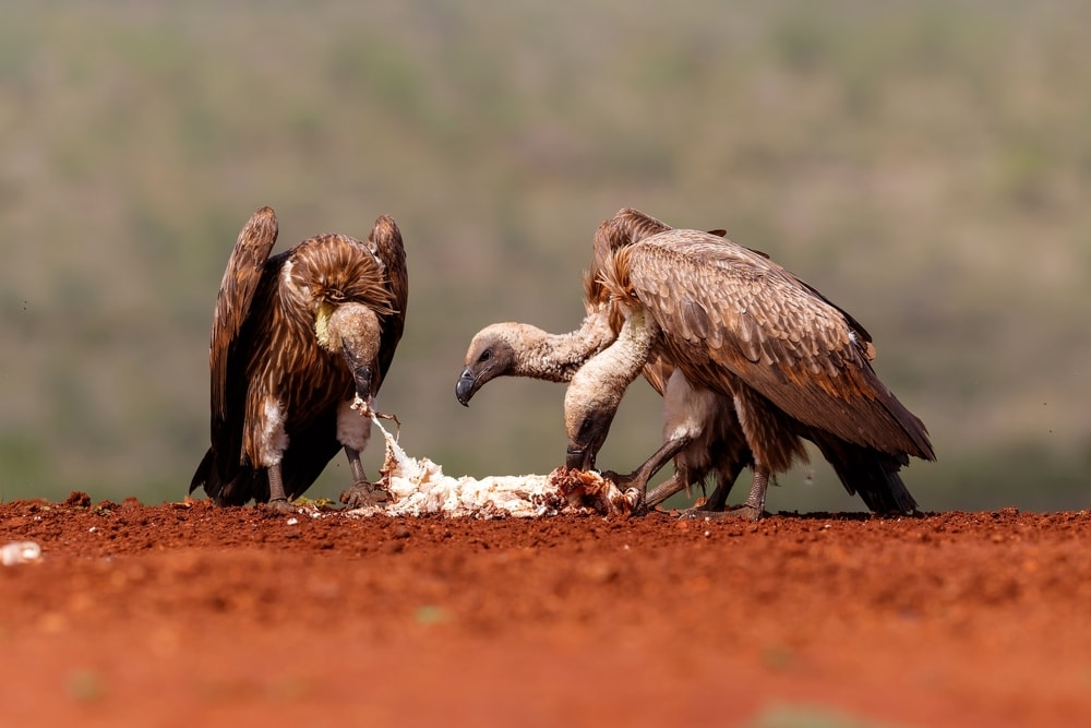 Three vultures eating a dead bird