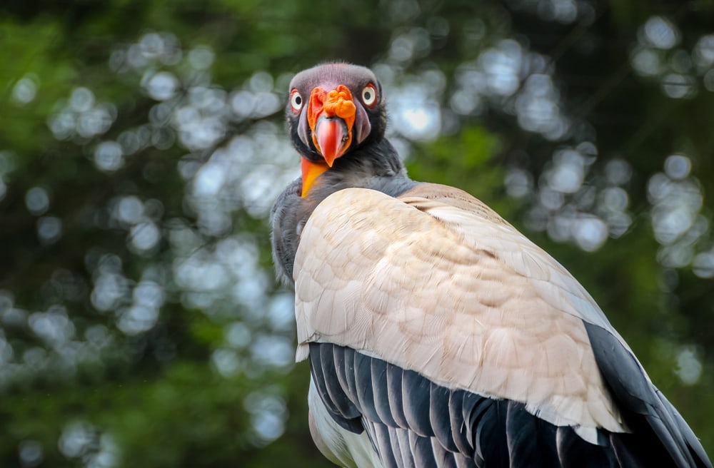 King Vulture (Sarcoramphus papa) looking at the camera