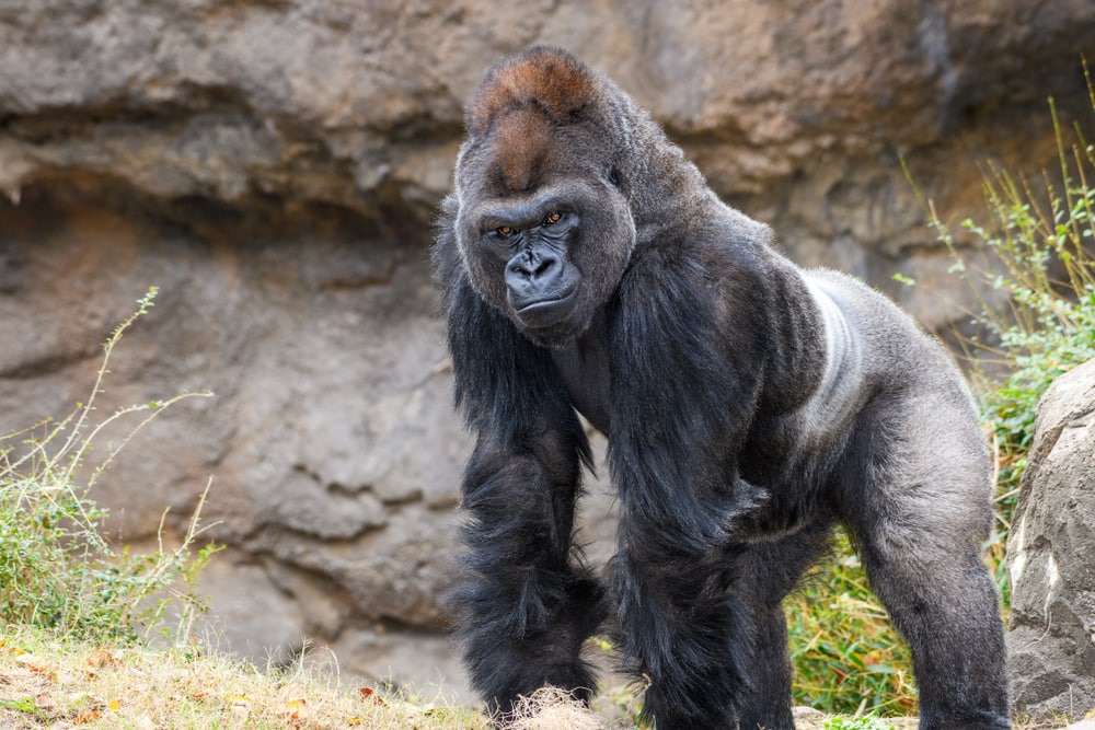 Gorilla walking on the mountain with huge stone on the background