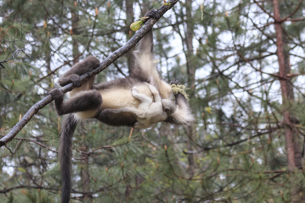 Black Snub-Nosed Monkey swinging on a tree