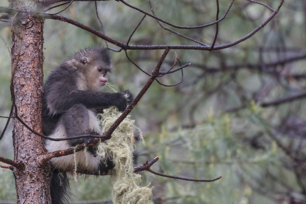 Black Snub-Nosed Monkey sitting on the top of a tree