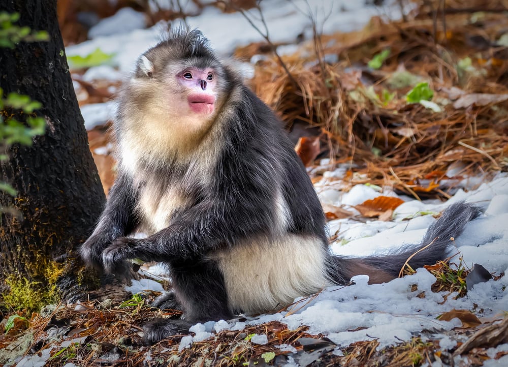 Black Snub-nosed Monkeys looking at its back