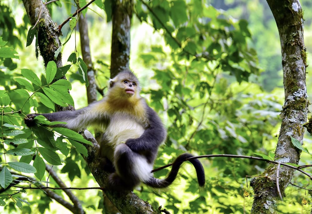 Black Snub-nosed Monkeys climbing up to the tree