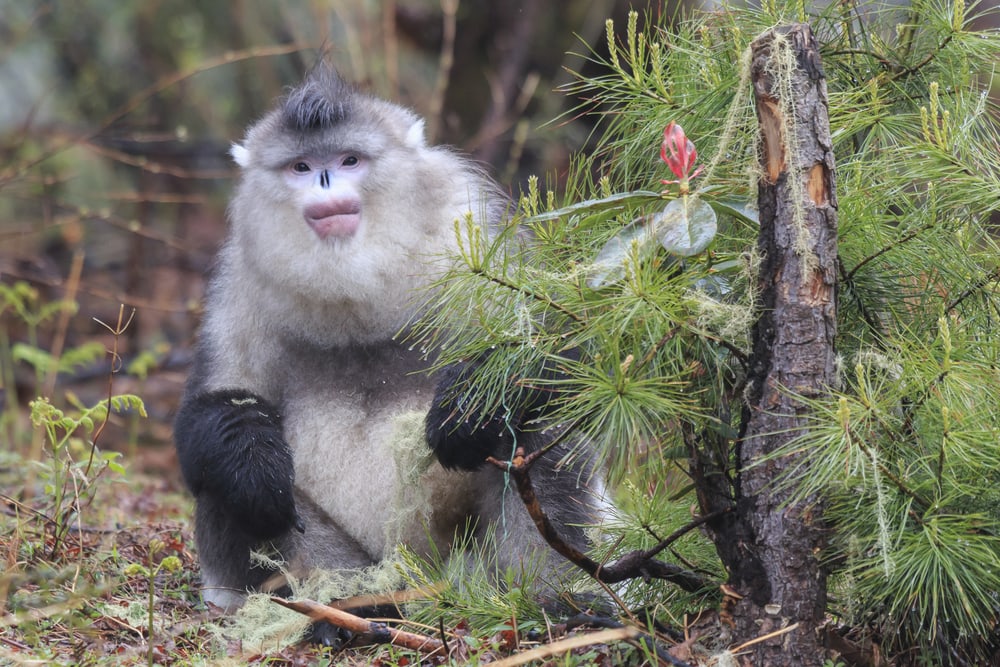 Black Snub-nosed Monkeys checking the camera