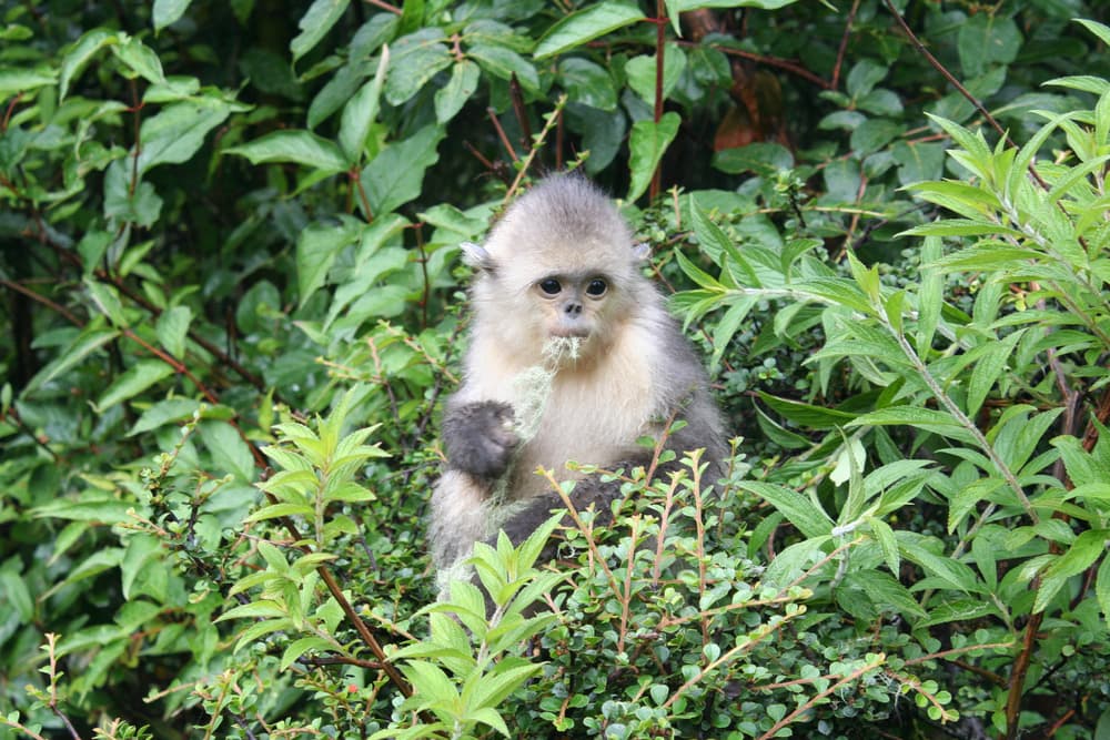 Baby black snub-nosed monkey eating some lichen