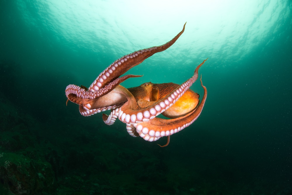 Common octopus swimming down the depth of the ocean