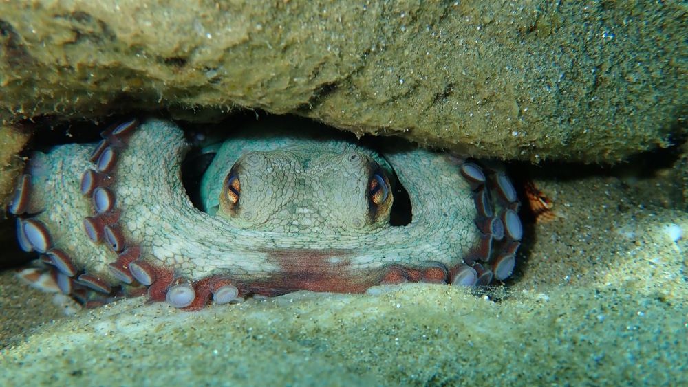 Common octopus hiding under a rock