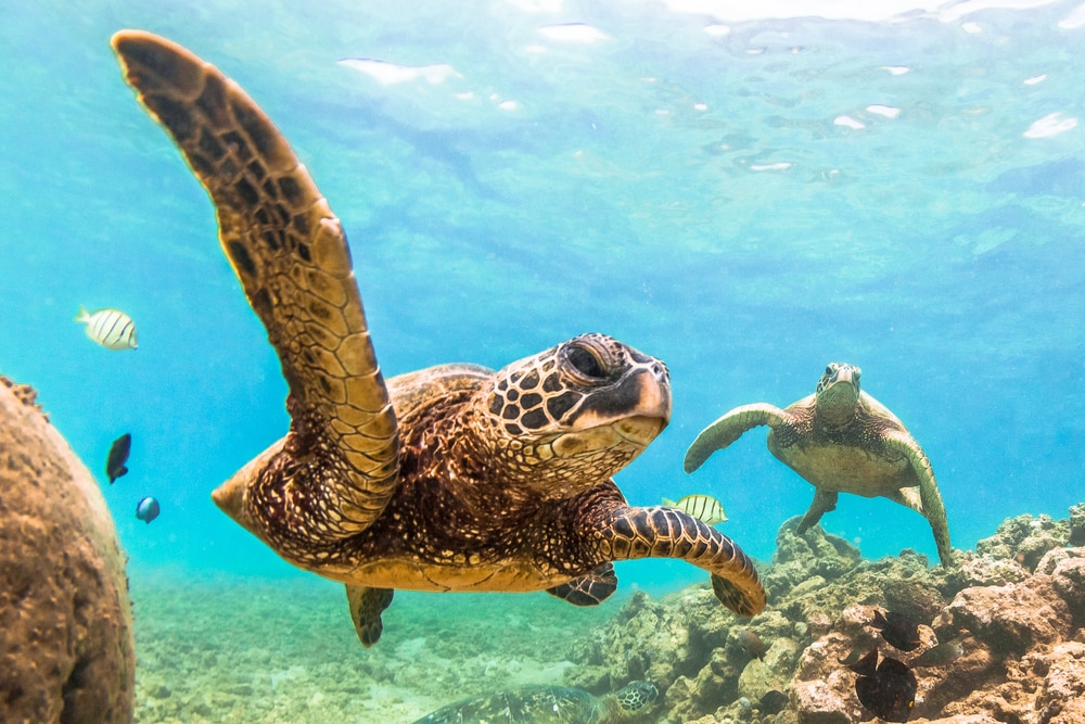 Green Sea Turtle swimming on top of a coral