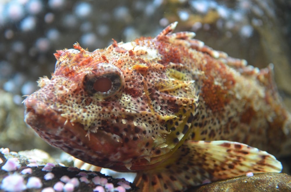 Close up photo of the Reef Stonefish
