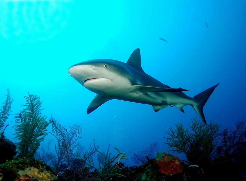 Gray Reef Shark looking at the camera under the corals