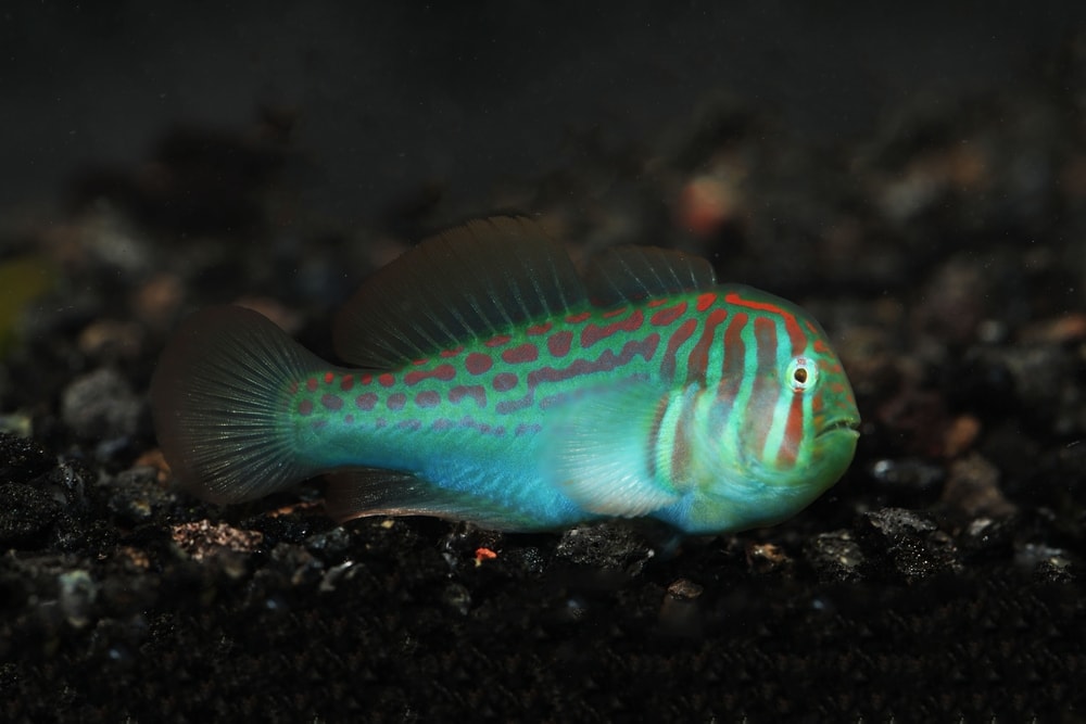 Broad-barred Goby laying on a black pebbles