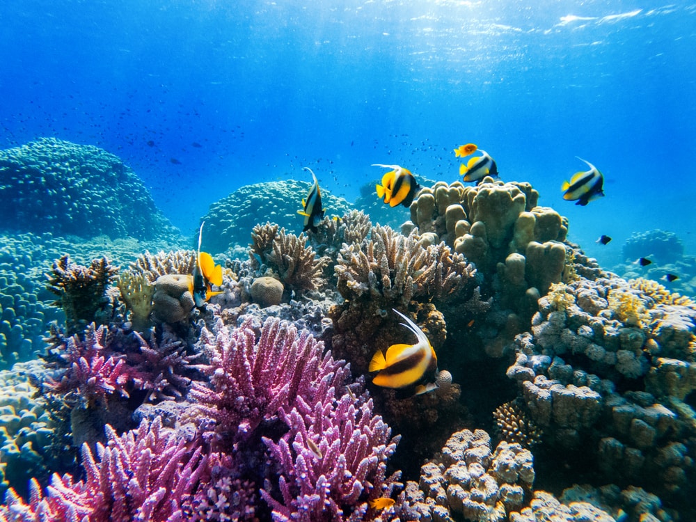 Fish swimming surrounding coral reefs
