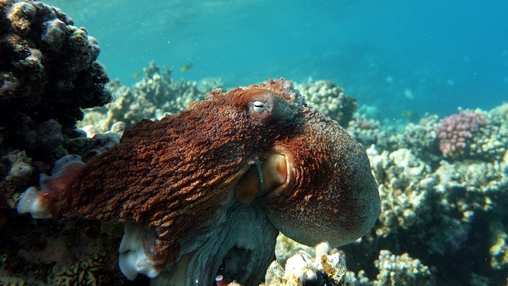 Day Octopus hiding in its coral