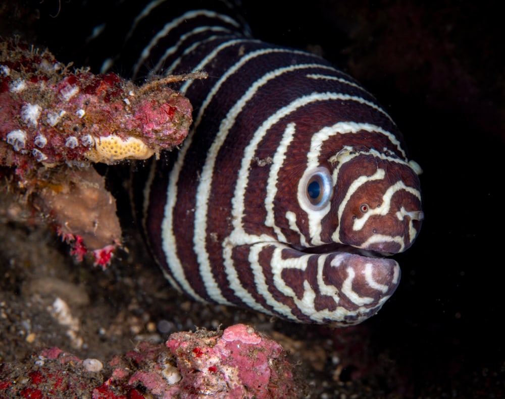 Zebra Moray looking at the camera