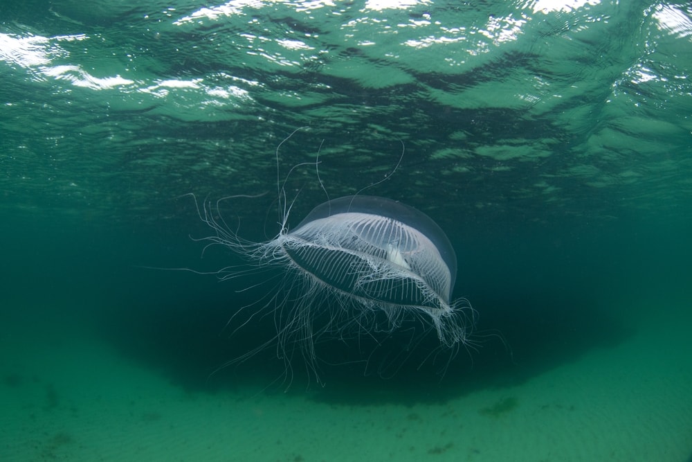 crystal jellyfish swimming in the ocean