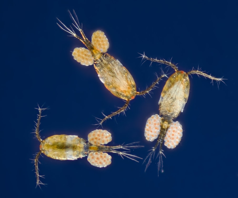 group of copepods with eggs