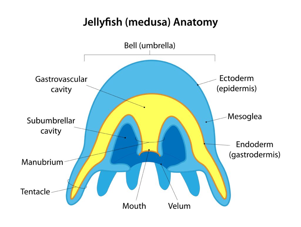 jellyfish anatomy