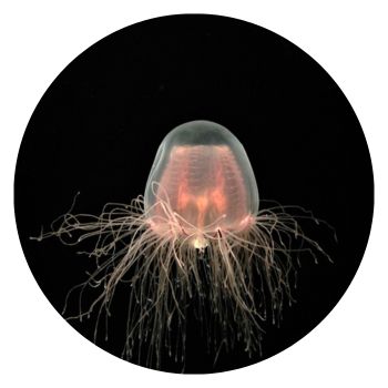 immortal jellyfish on a black background