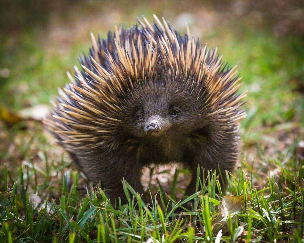 Focused shot of a cute Echidna