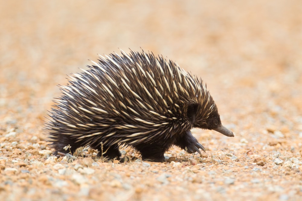 Cute Echidna walking on sand