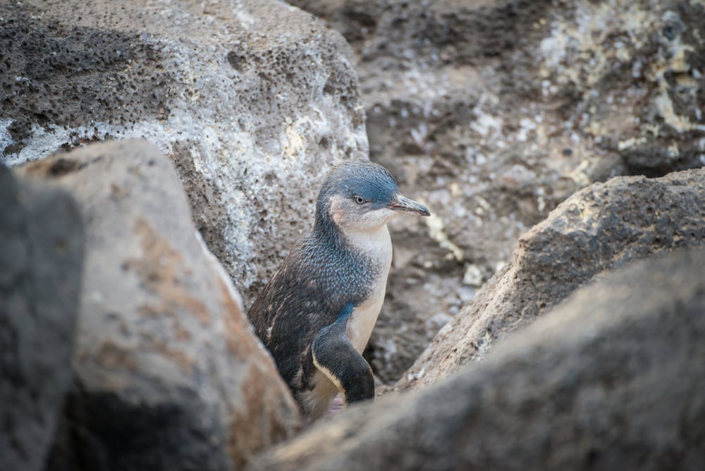 Cute Little Blue Penguin in the middle of stones