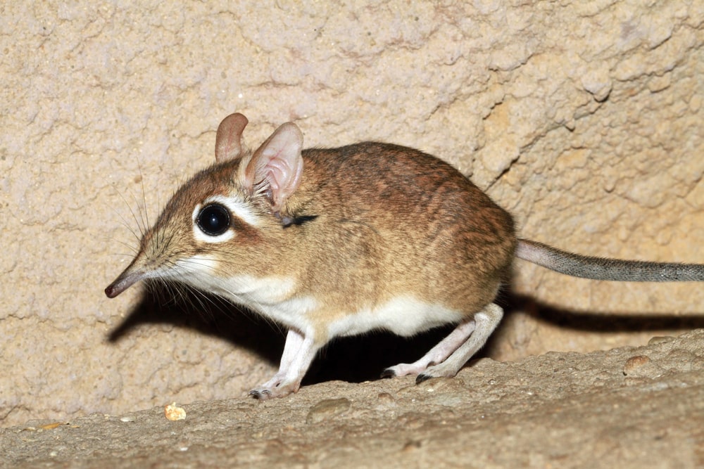 Cute elephant shrew inside the cave