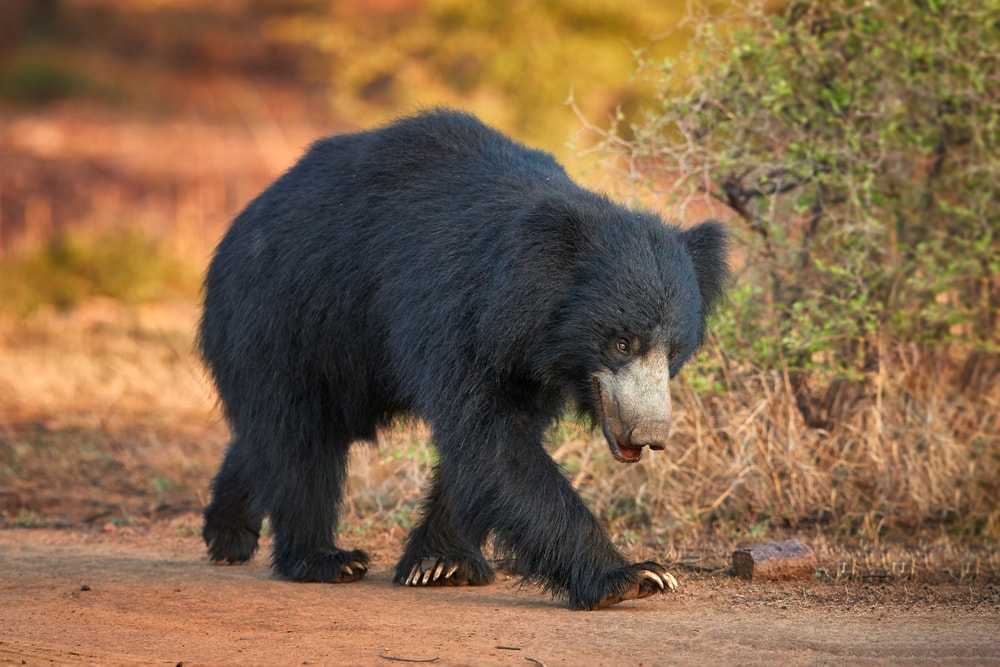 Cute Sloth Bear walking in the woods