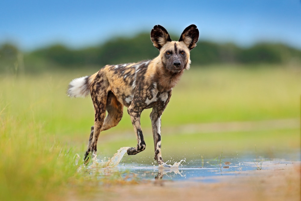 Cute African Wild Dog running on the mud