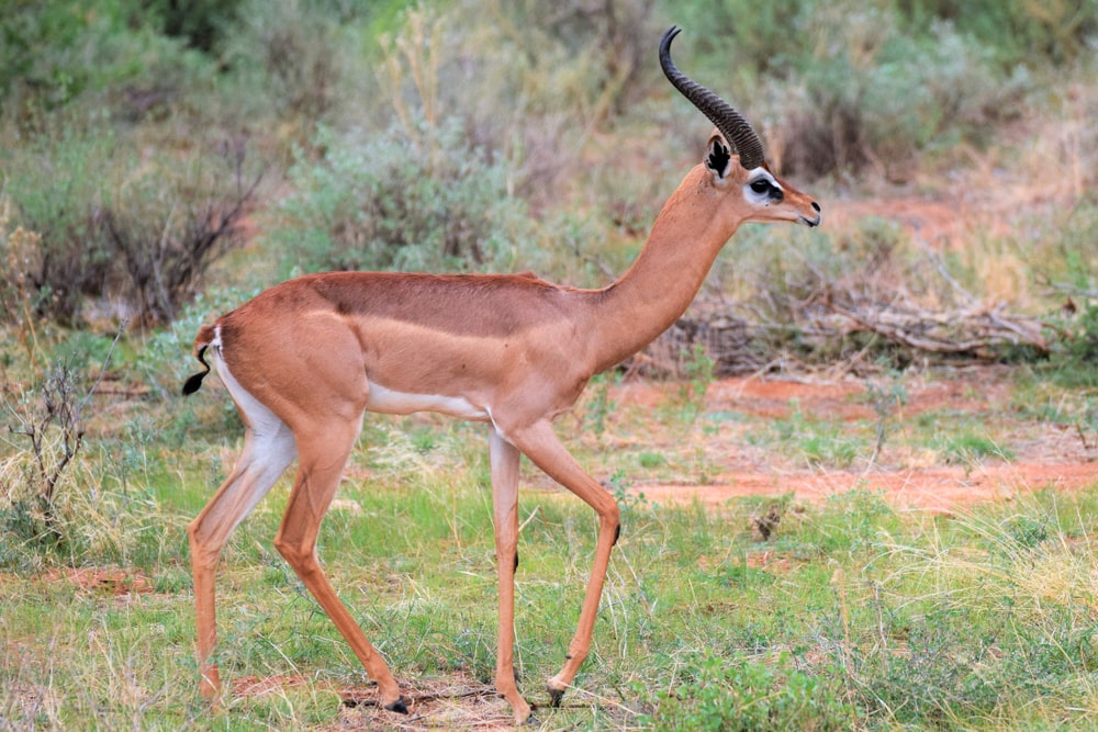 Cute Gerenuk walking in the middle of the fields