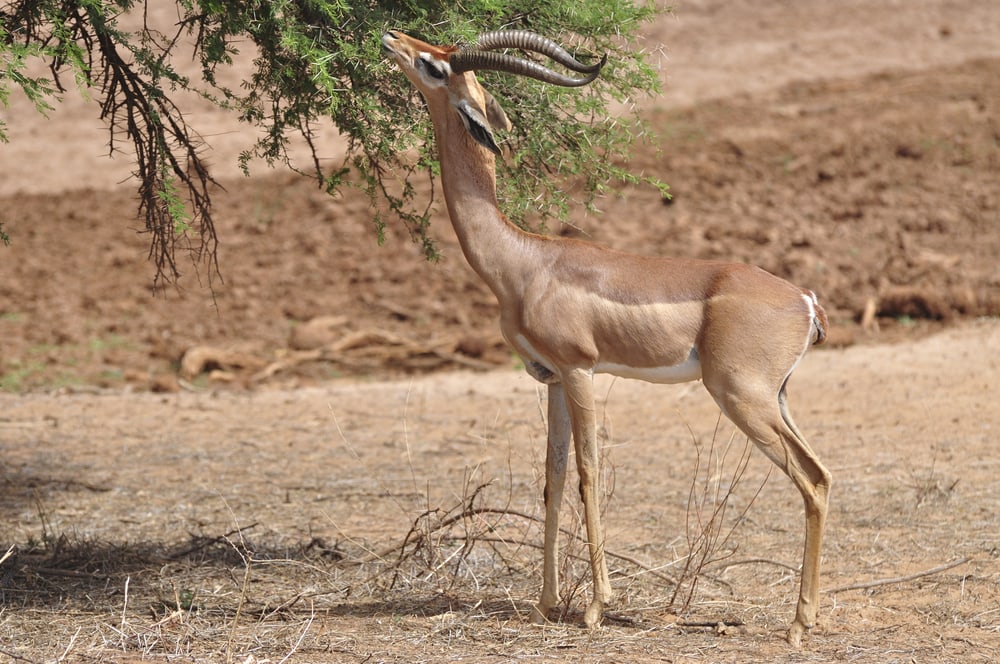 Cute Gerenuk eating leaves on tree