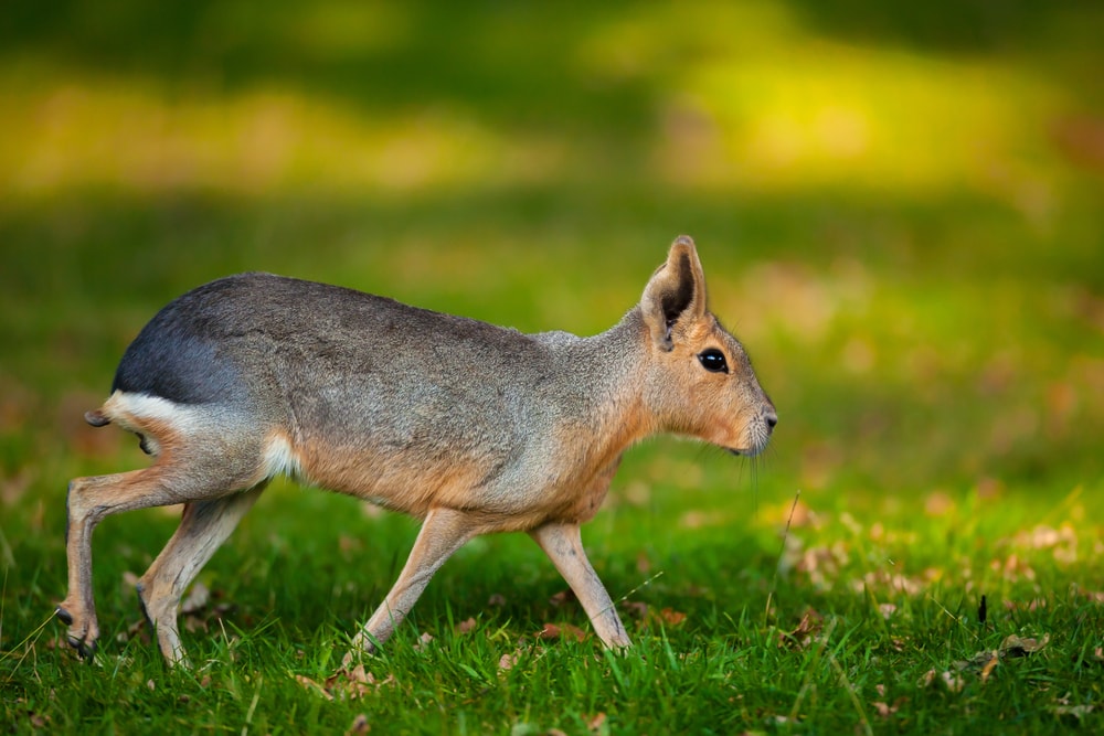Cute Patagonian Mara walking on a green grass
