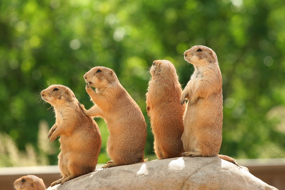 Cute Prairie Dog standing on a stone