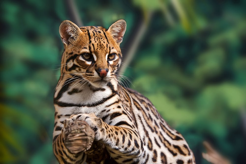 Close-up shot of a cute Ocelot