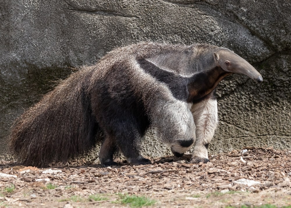 Cute Silky Anteater walking on stones