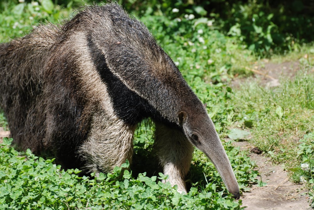 Cute Silky Anteater sniffing on grasses