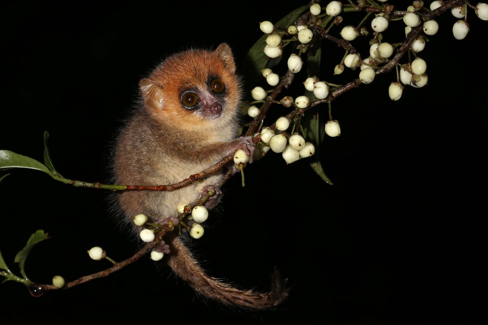 Cute Mouse Lemur caught at night