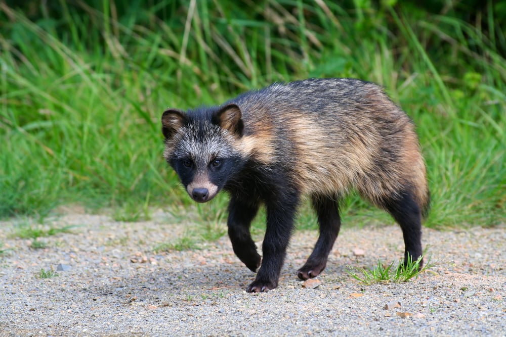 Cute Raccoon Dog walking in the forest
