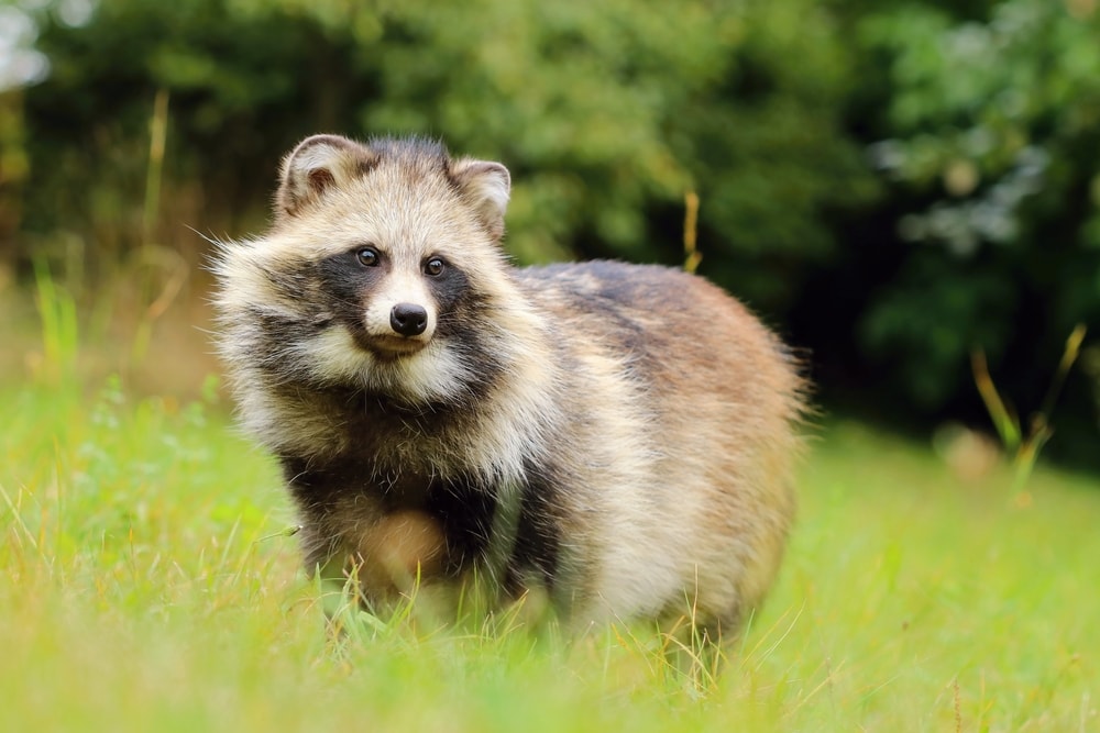 Cute Raccoon Dog walking on green grass