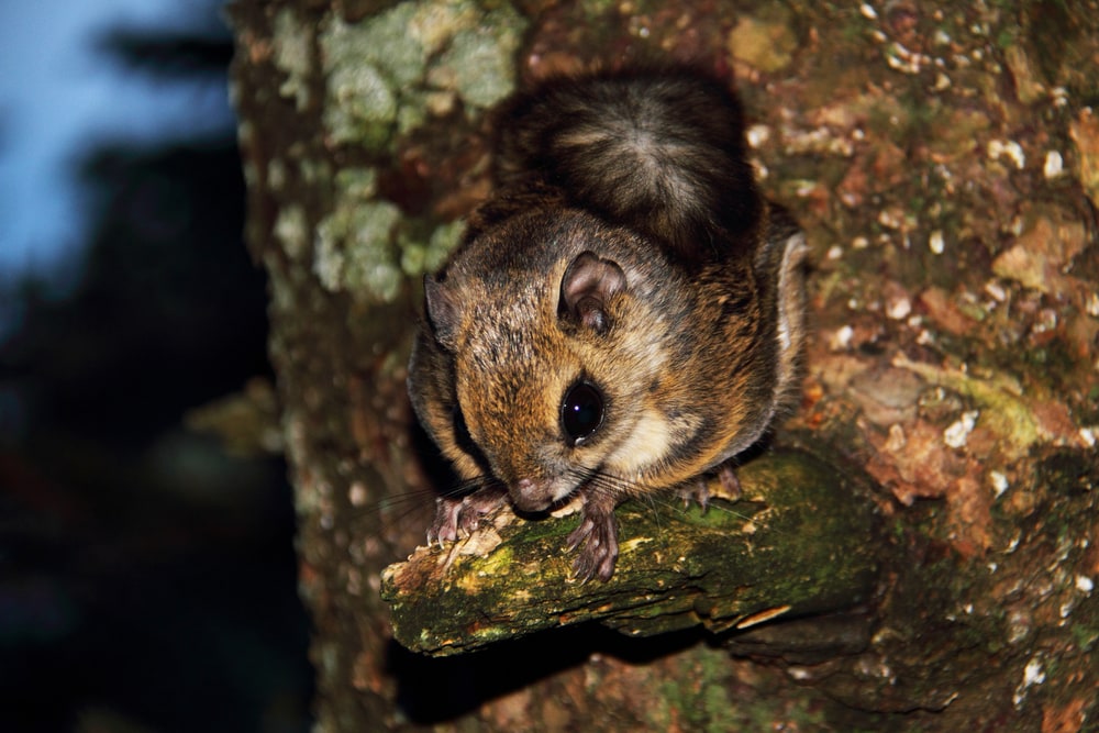 Cute Japanese Dwarf Flying Squirrel on a tree